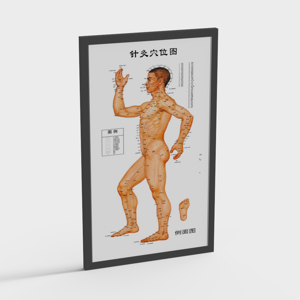 Acupuncture Points 3D Model for Creative Projects