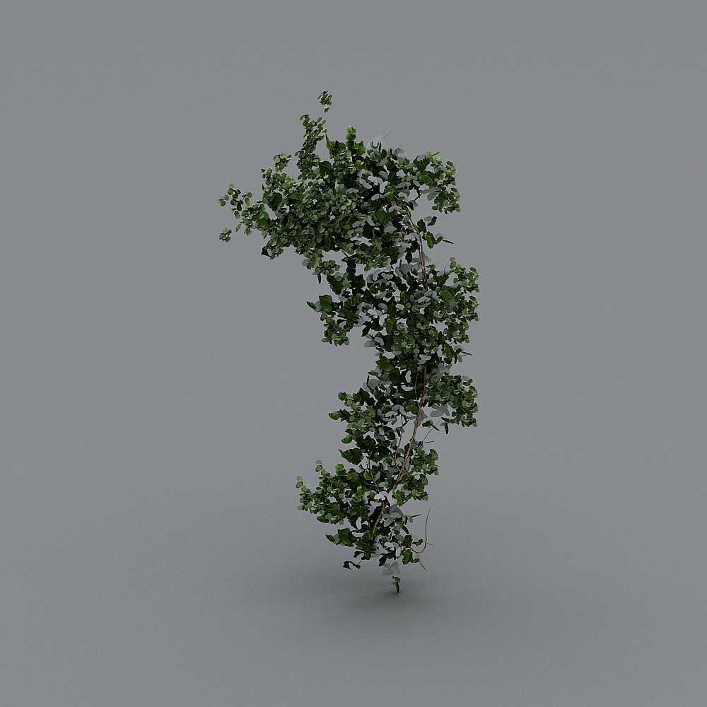 Tall green ivy plant with climbing vines and small leaves on grey background