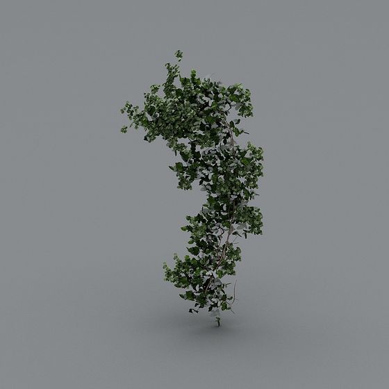 Tall green ivy plant with climbing vines and small leaves on grey background