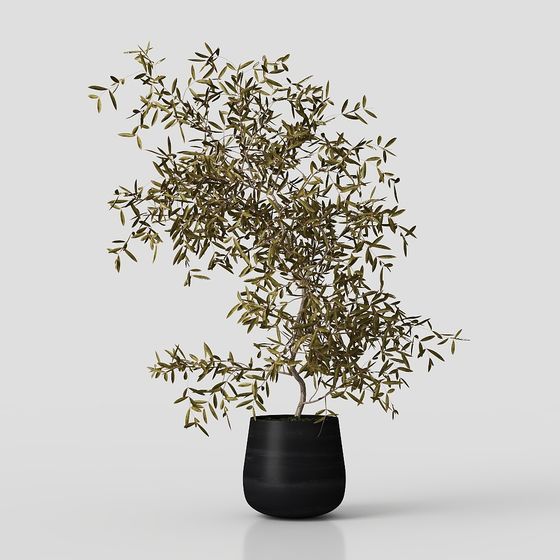 Charming Olive Tree Bonsai 3D model