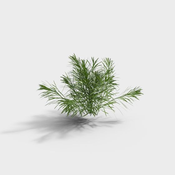 Green tropical palm plant with long thin leaves and realistic shadow on white background