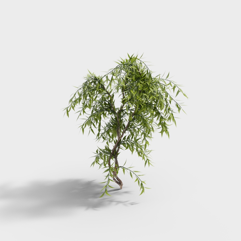 Realistic Weeping Willow 3D Model