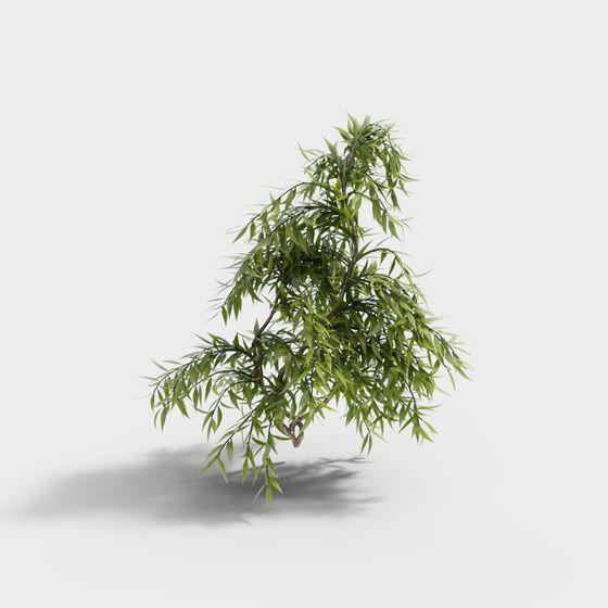 Willow Tree 3D model