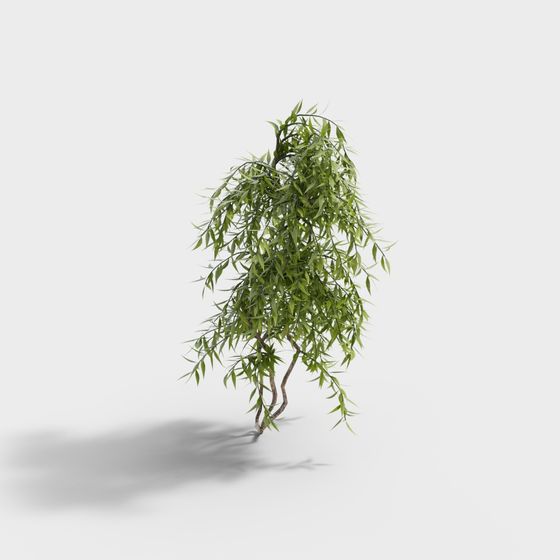 Green weeping willow tree with long branches and thin brown trunk on white background