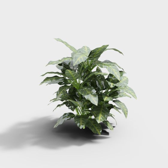 Tropical Foliage Plant 3D Model