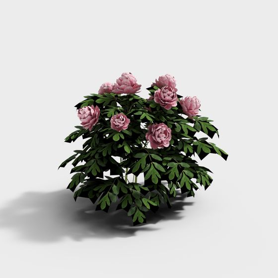 Blooming Peony Bush 3D model