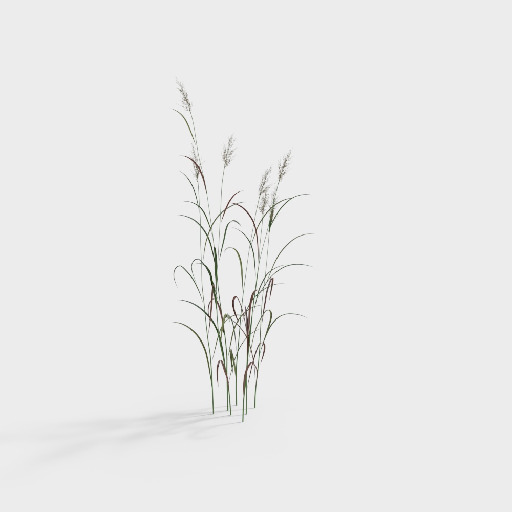 Végétation extérieure 36