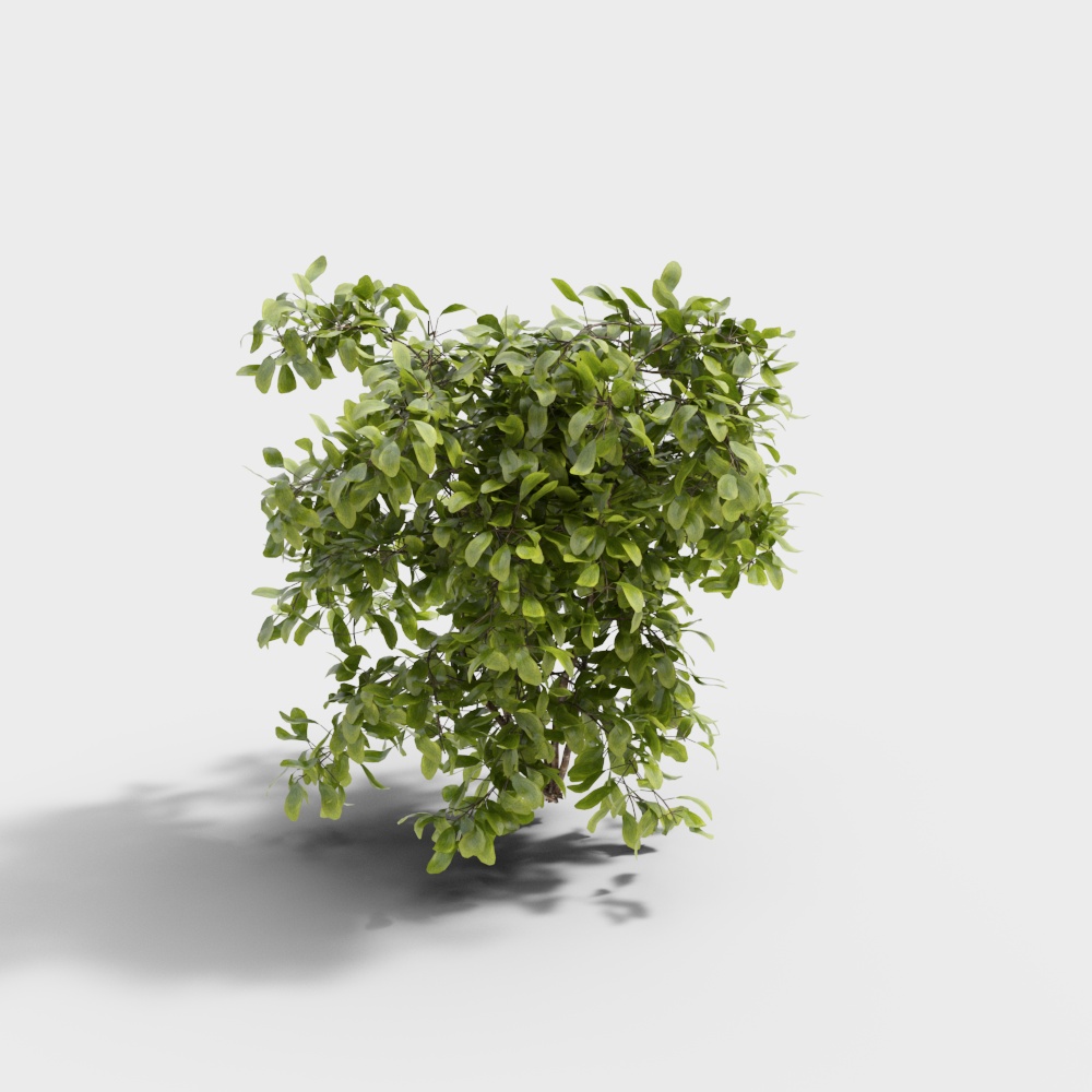 Exterior greenery 75