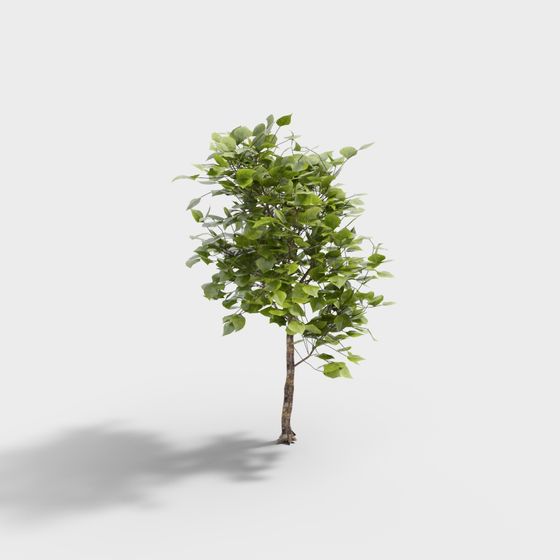 Vibrant Youth Tree 3D model