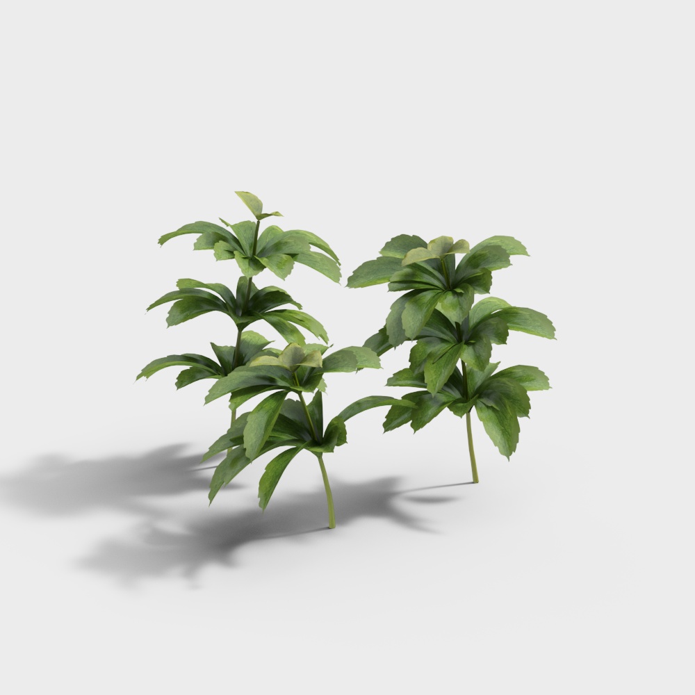 Verdure extérieure 81