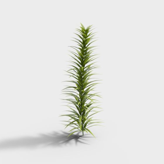 Tropical Dracaena 3D model for Creative Projects