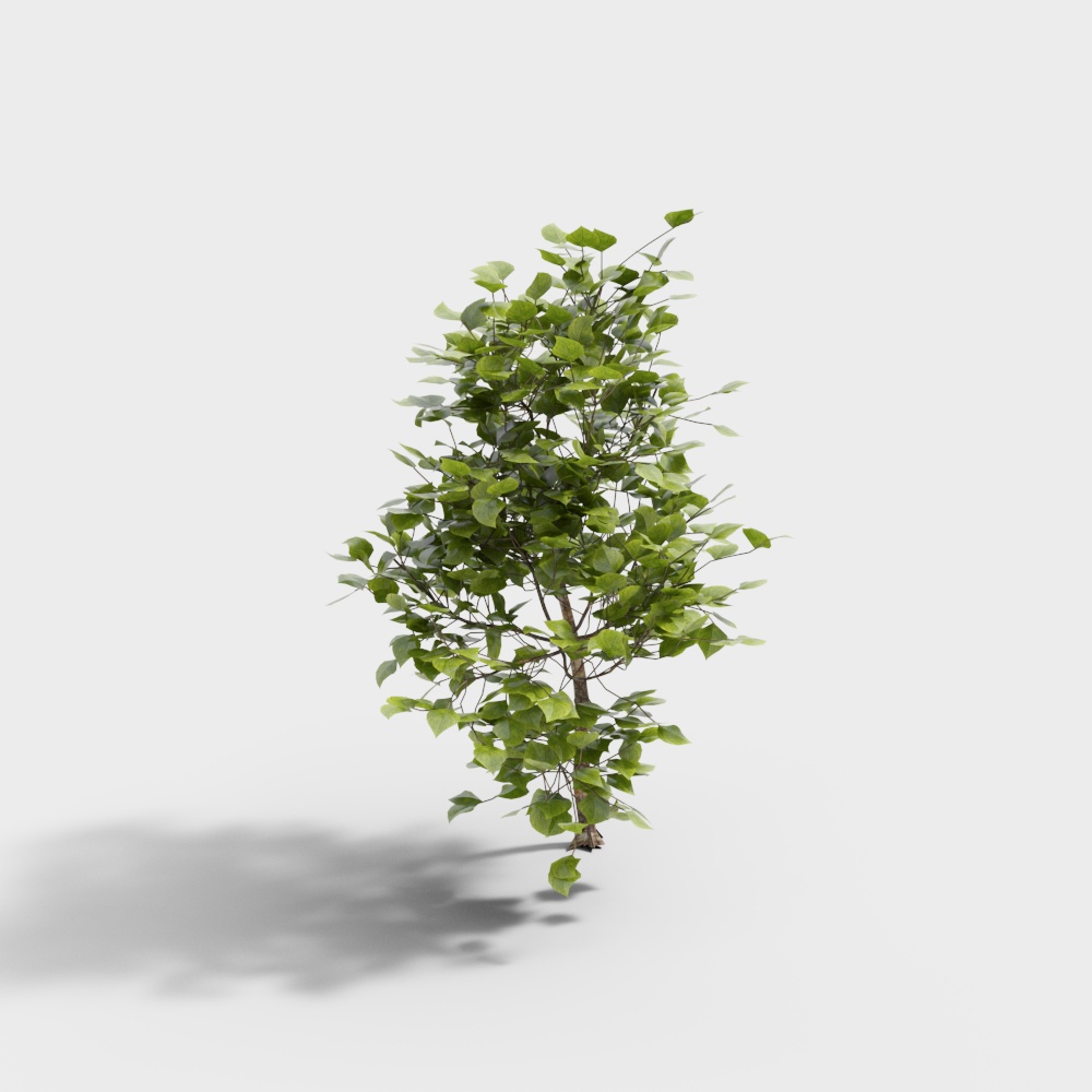 Exterior greenery 58