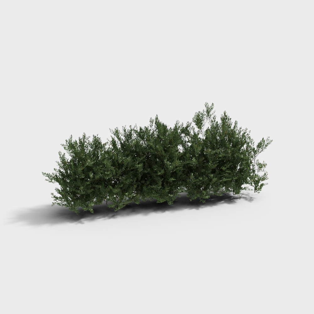 shrub