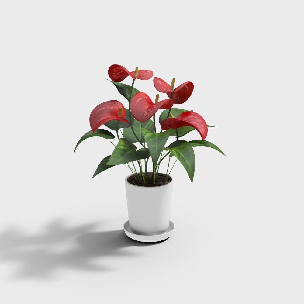 Fleur d'Anthurium