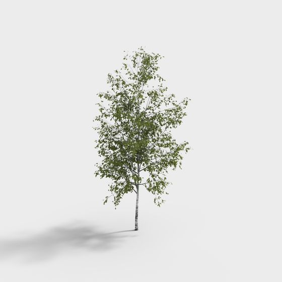 Low Poly Realistic Birch Tree 3D model