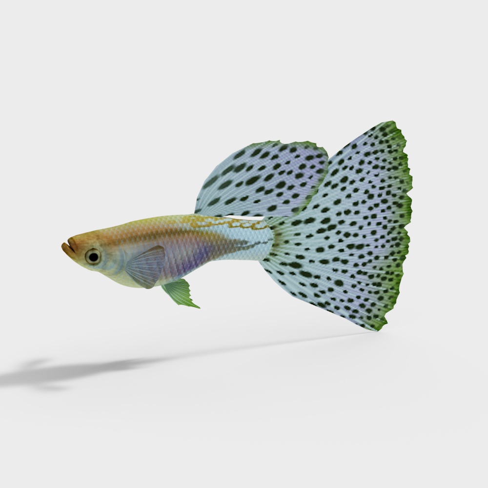 Guppy Fish 3D Model