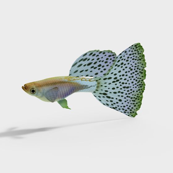 Guppy Fish 3D Model