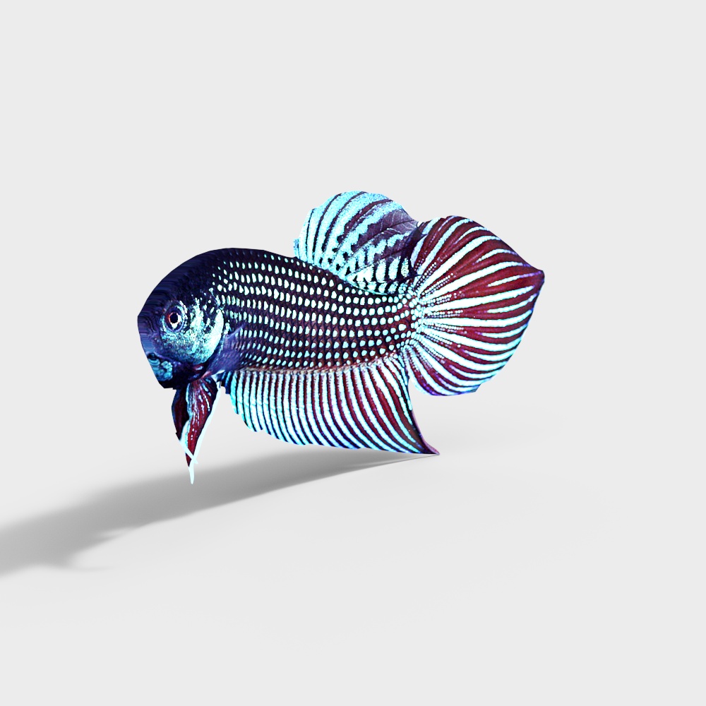 Vibrant Betta Fish 3D model