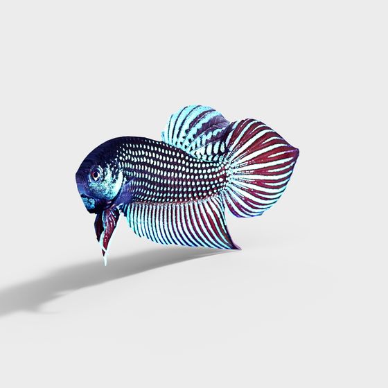 Vibrant Betta Fish 3D model