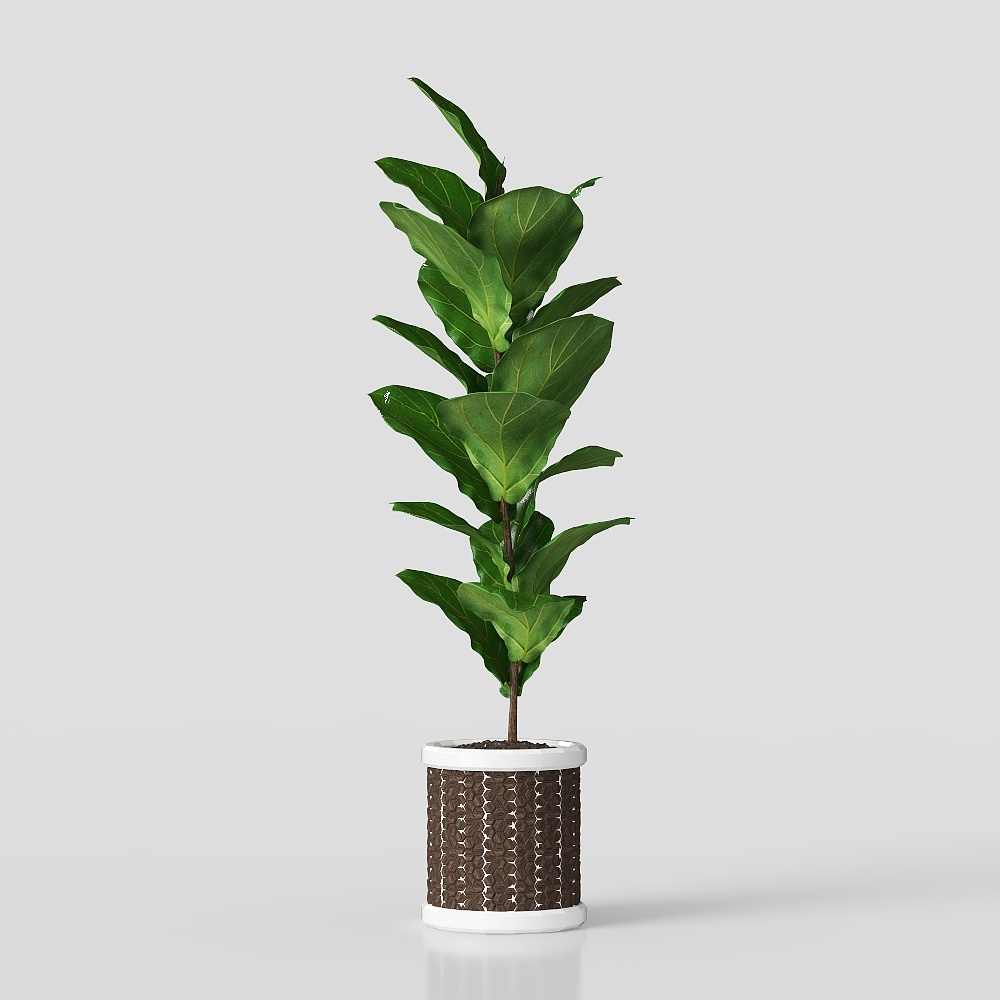 Green Plant Potted