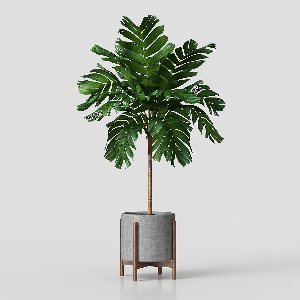 Green plant potted 6