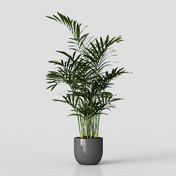 Modern Plants,Plants,green