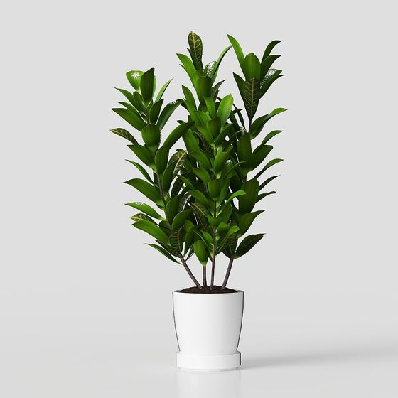 Tall green leafy indoor plant in white round ceramic pot on grey background