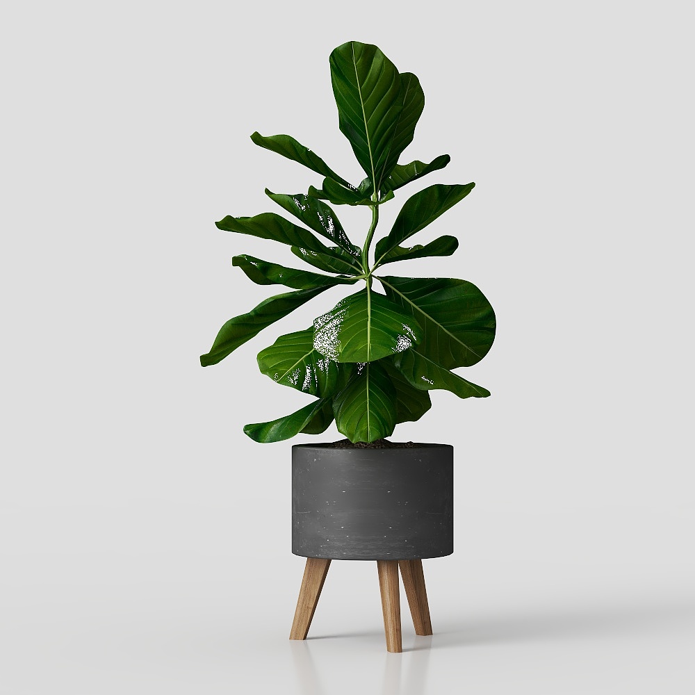 Plantes vertes en pots 44