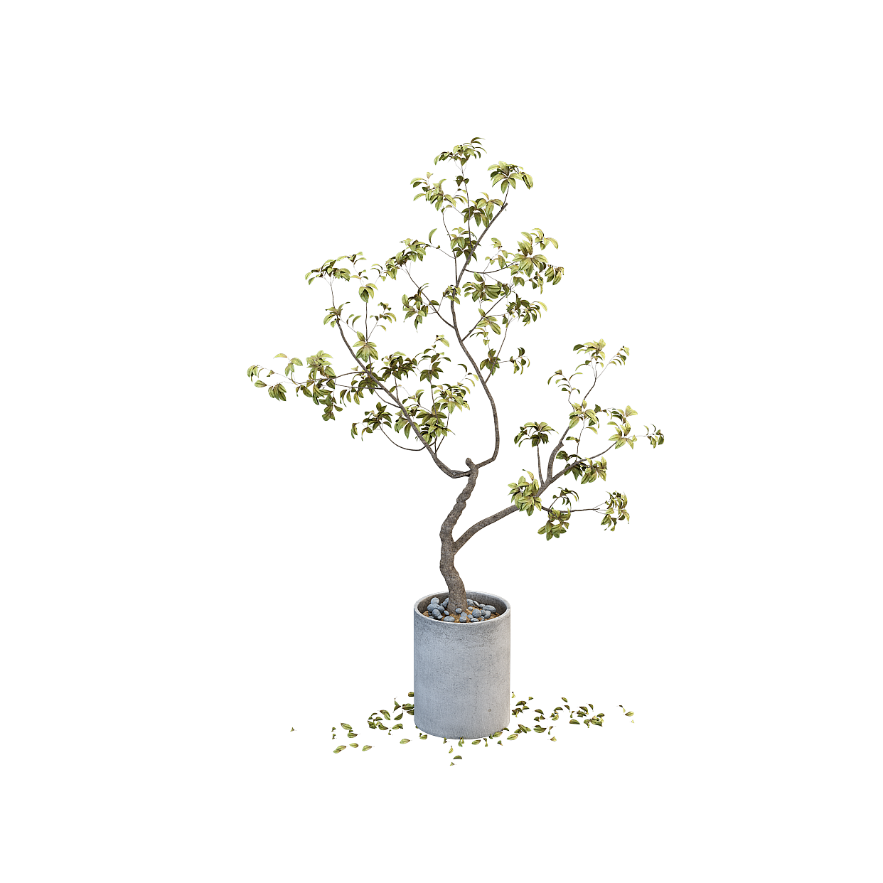 Vibrant Indoor Potted Tree 3D Model – Realistic Low-Poly Plant