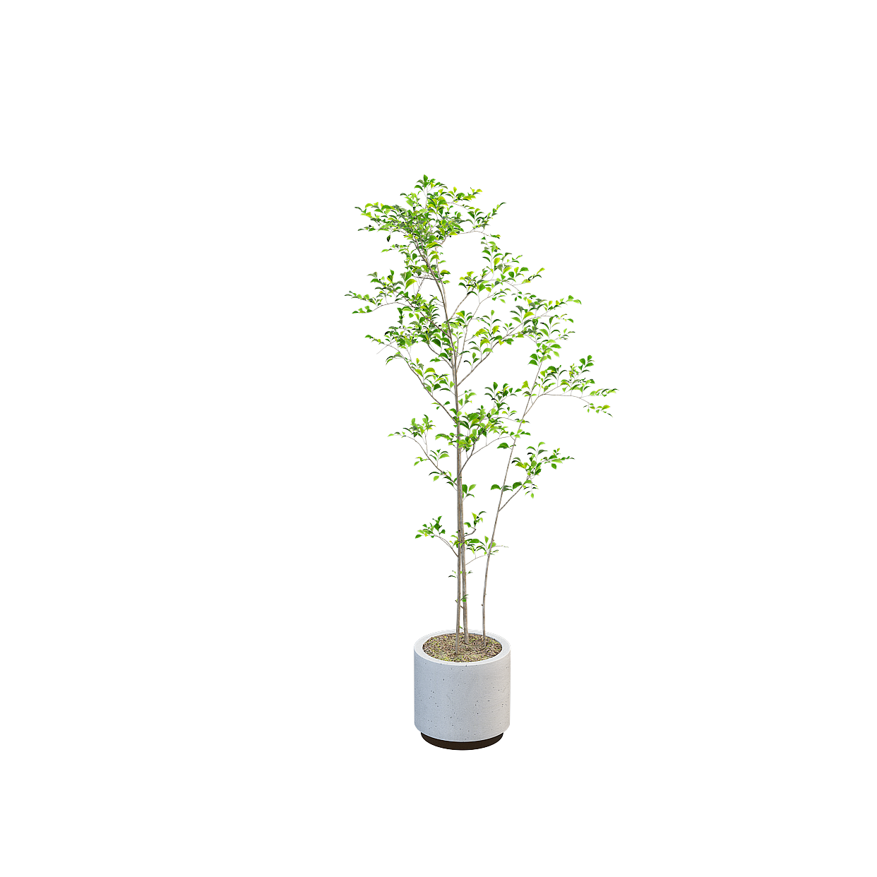Urban Green Plant 3D Model – Low-Poly Decorative Plant