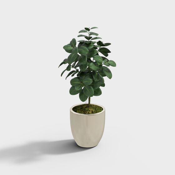 Cây bàng Ficus
