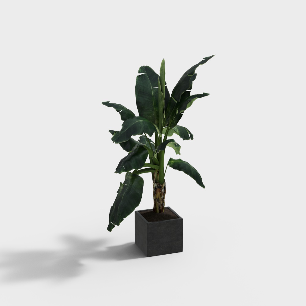 Low Poly Banana Tree 3D Model – Tropical Interior Plant