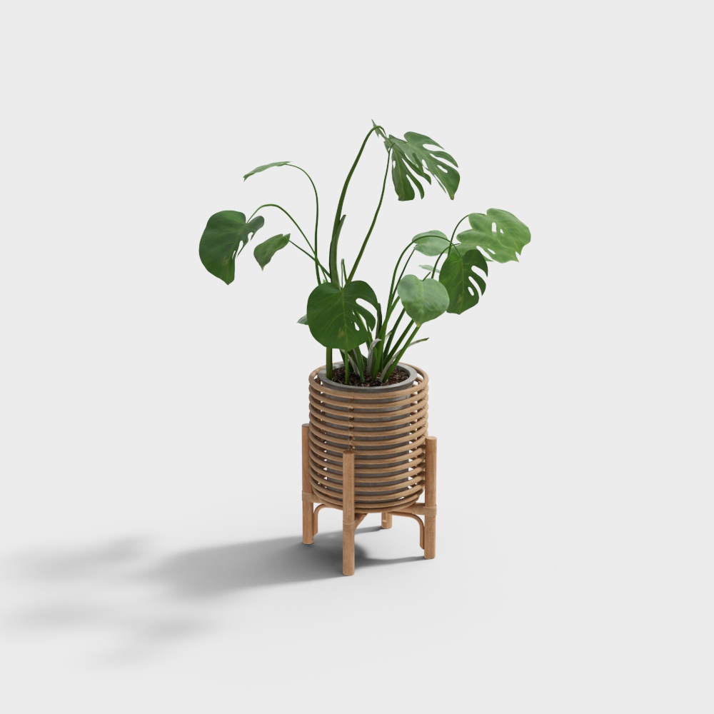 Green monstera plant in woven wood planter with stand on white background