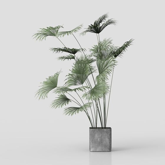 Tropical Palm Potted Plant 3D Model