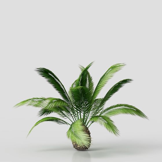 Coconut Palm Tree 3D model