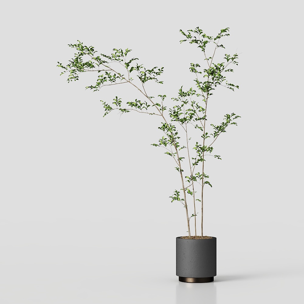 City Green Plant 3D Model