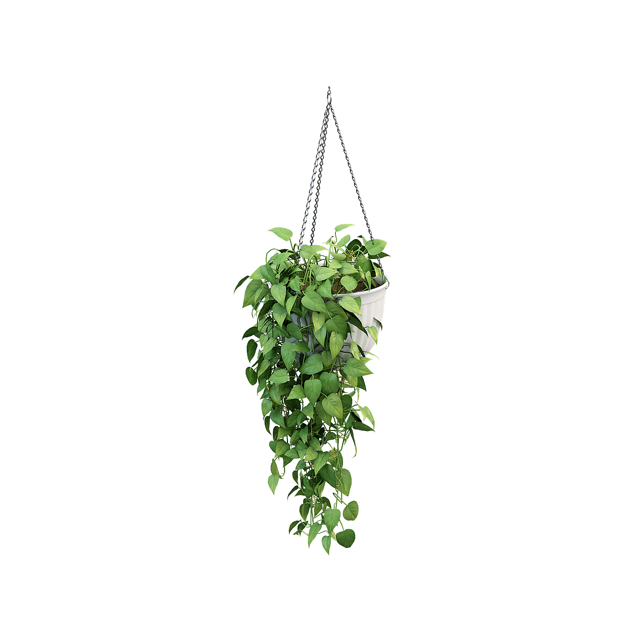 Hanging Green Plant 3D Model – Low-Poly Ivy