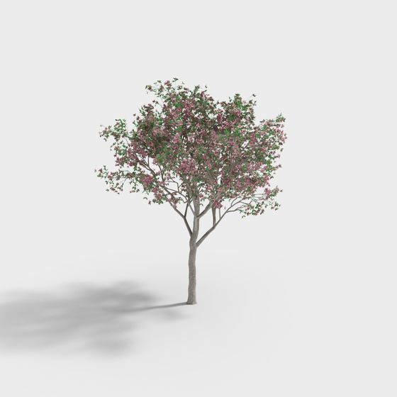 Elegant Pink Cherry Blossom Tree 3D model