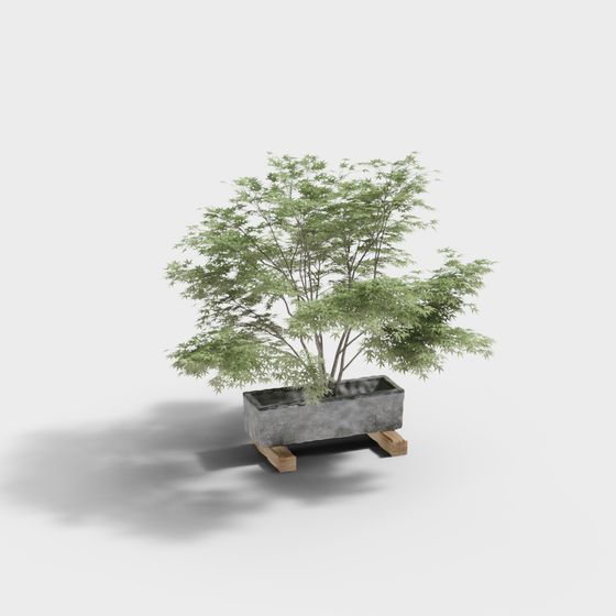 Charming Potted Maple Tree 3D model
