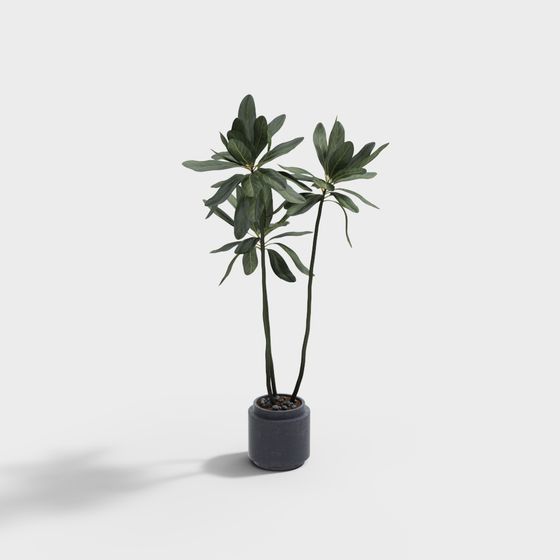 Vibrant Indoor Plant 3D Model