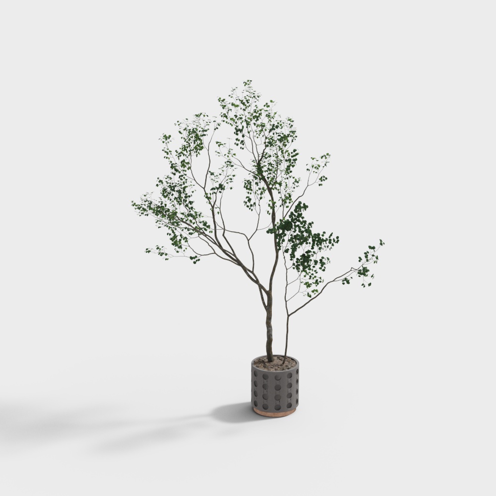 Modern Bonsai Bonsai Combination-Tree
