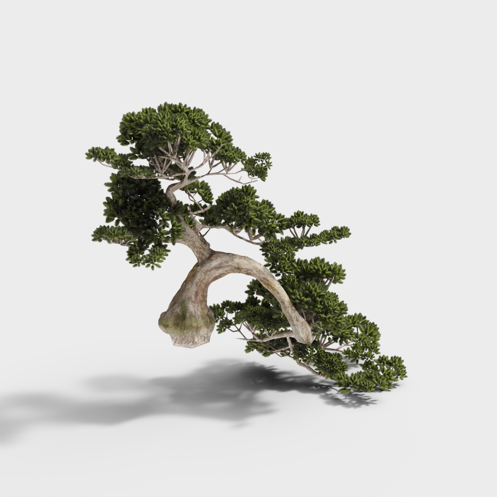 Jardin sec de cour de style chinois-arbre de pin