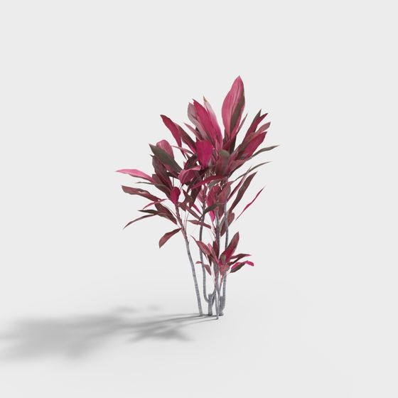 Piantina Rossa da Esterno-4