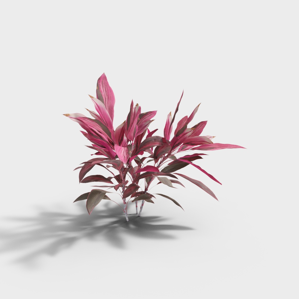 Outdoor Plant-3 red flowers