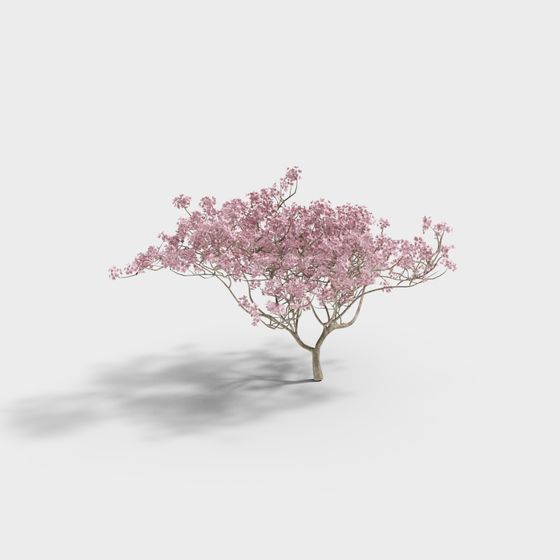 Spring Messenger Cherry Blossom Tree 3D model