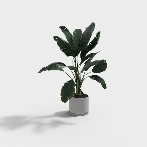 Tropical Style Plant 3D Model