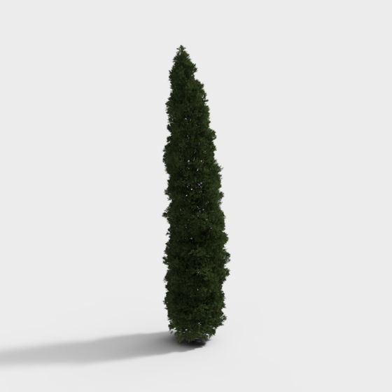 High-Quality Evergreen Tree 3D Model