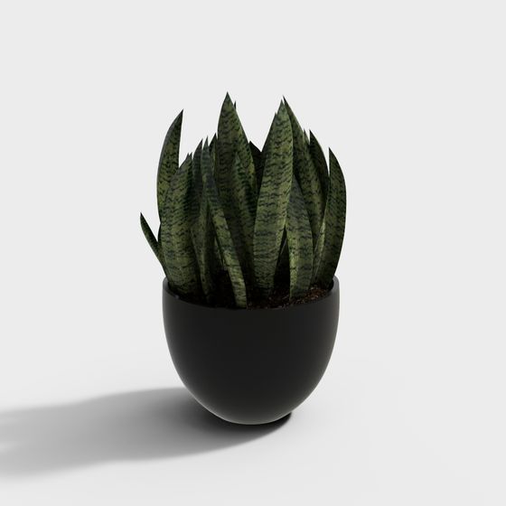 Snake Plant Pot 3D model