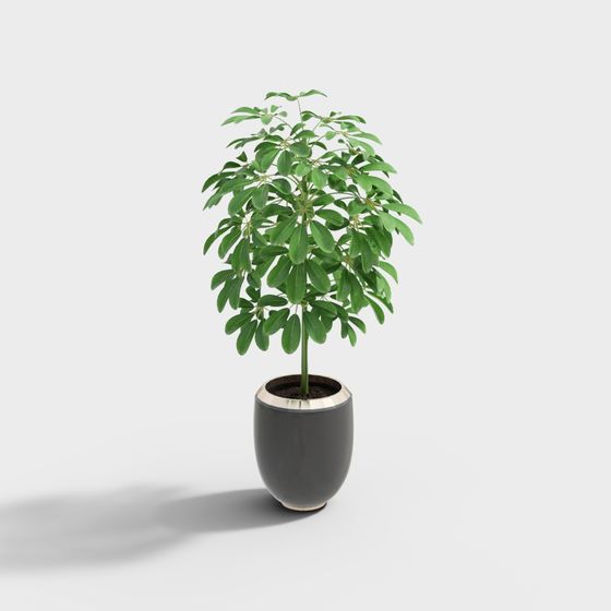 Vibrant Indoor Plant 3D Model