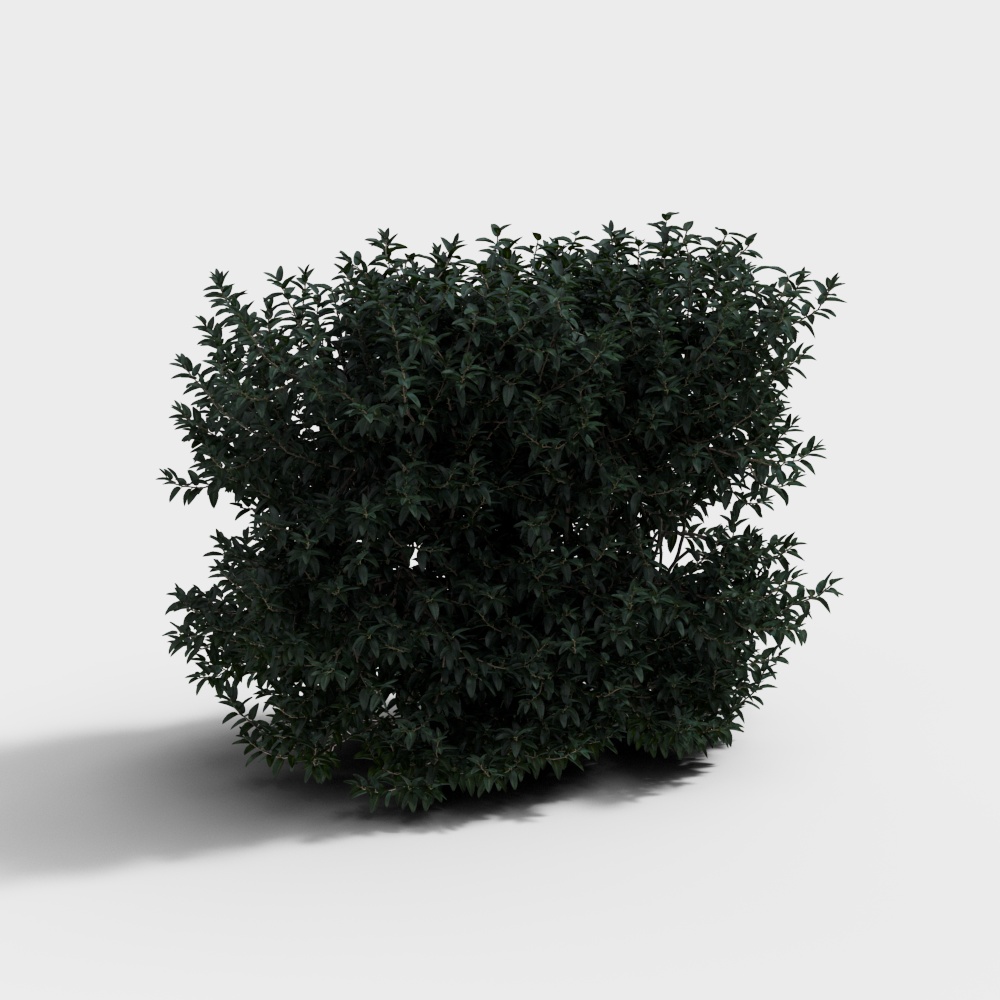 Large round dark green leafy garden bush with dense foliage on white background